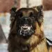 Un chien atteint de rage