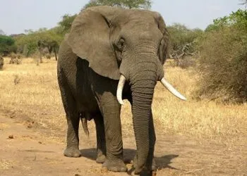 Elephants Au Cameroun