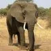 Elephants Au Cameroun