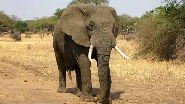 Elephants Au Cameroun