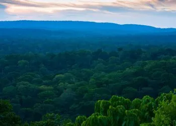 Bassin forestier du Congo
