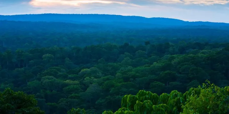 Bassin forestier du Congo