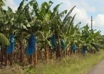 Banane Plantation