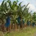 Banane Plantation