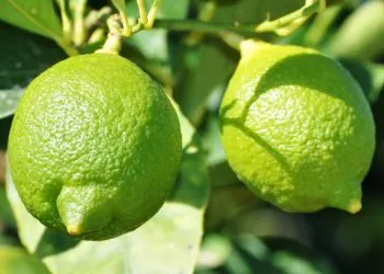 2795 Citronnier Lime Vert 2