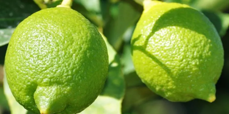 2795 Citronnier Lime Vert 2
