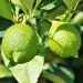 2795 Citronnier Lime Vert 2