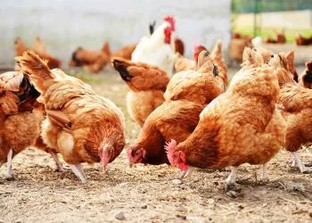 Chicken Farming Africa
