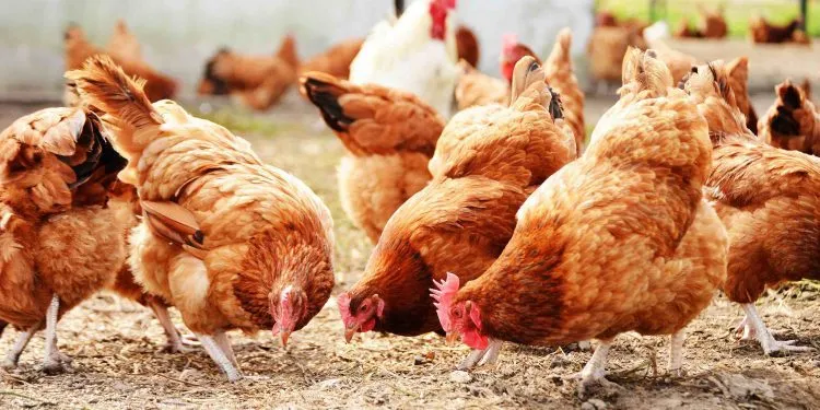 Chicken Farming Africa