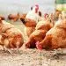 Chicken Farming Africa