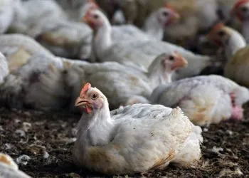 Grippe Aviaire