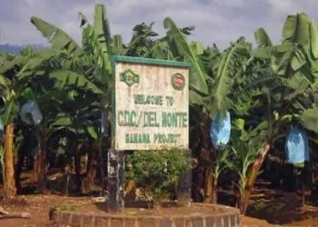 1801 12223 Cameroon State Agribusiness Group Cdc Posts Over Xaf18 Bln Loss For 2020 Despite Activity Resumption L