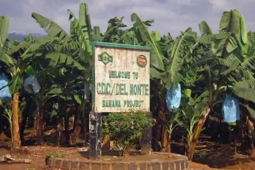1801 12223 Cameroon State Agribusiness Group Cdc Posts Over Xaf18 Bln Loss For 2020 Despite Activity Resumption L
