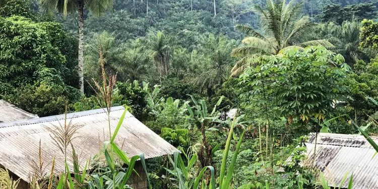 Plantation Cameroun