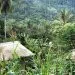 Plantation Cameroun