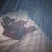 Bednet 2