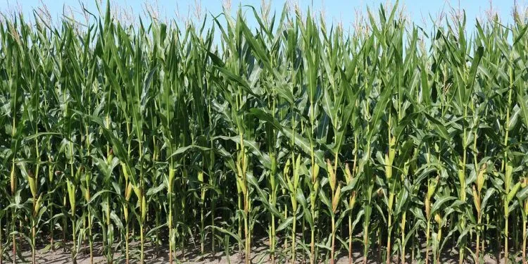 Fields 2674177 960 720