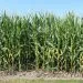 Fields 2674177 960 720
