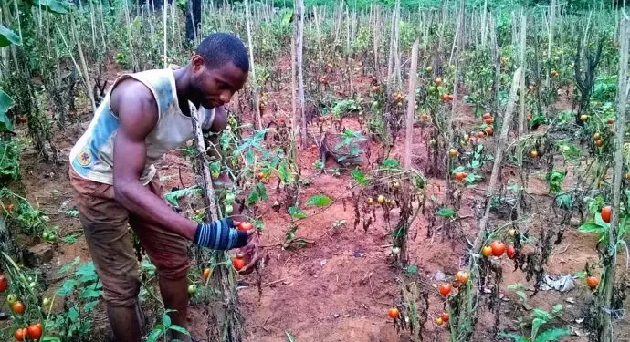 Agribusiness Cameroun 1