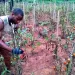 Agribusiness Cameroun 1