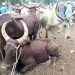 IMG 20221226 WA0013