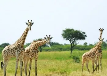 Waza National Park