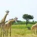 Waza National Park
