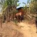 Ambazonian Separatist Hideout In Ntanka Bamenda