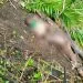 Buea Young girl found murdered