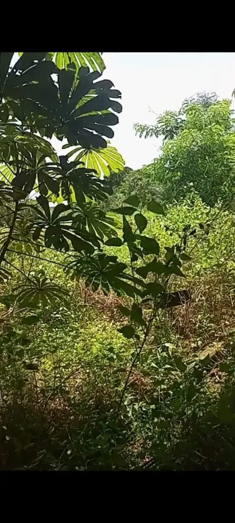 Schools in Kembong abaondoned