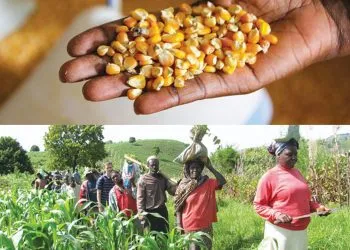 Impact of Ukraine-Russia war on grain, flour and wheat production inCameroon