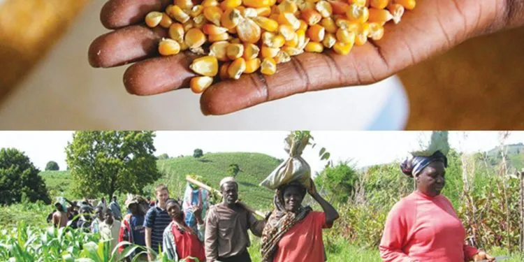 Impact of Ukraine-Russia war on grain, flour and wheat production inCameroon