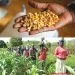 Impact of Ukraine-Russia war on grain, flour and wheat production inCameroon