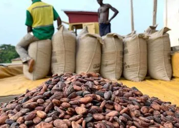 Producteurs De Cacao
