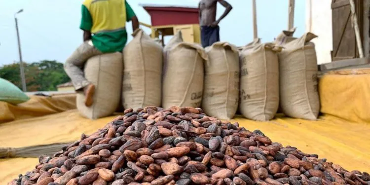 Producteurs De Cacao