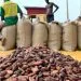 Producteurs De Cacao