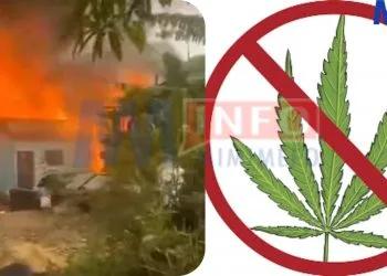 Hazards of weed 'banga' smoking