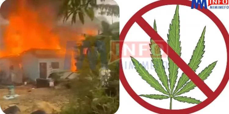 Hazards of weed 'banga' smoking