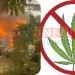 Hazards of weed 'banga' smoking