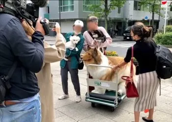 Japenese man turns to Dog named Toco
