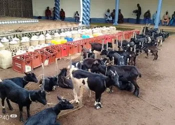 Feasting in Mbiame as Fon pays huge fine levied by secret society