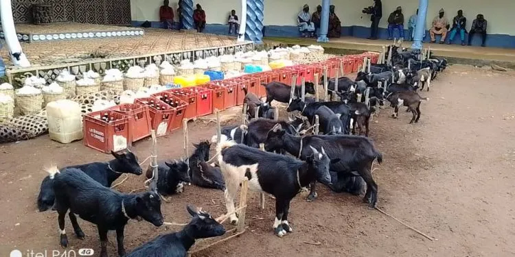 Feasting in Mbiame as Fon pays huge fine levied by secret society