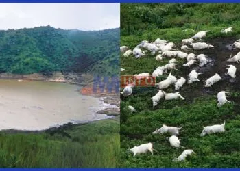 Lake Nyos disaster killed over 1700 people and 3500 livestock