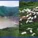 Lake Nyos disaster killed over 1700 people and 3500 livestock