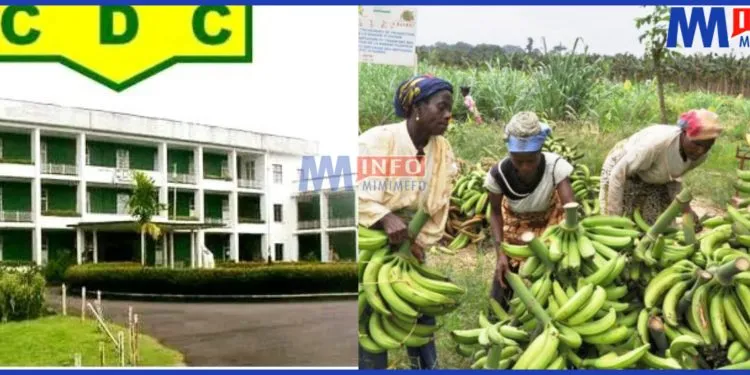 CDC Workers demanding unpaid salaries amid school resumption pressures