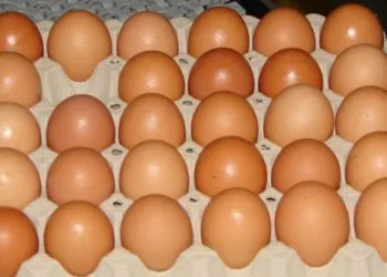 Washing Eggs