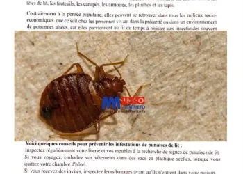 Proposed solution for bedbugs epidemic in Cameroon