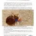 Proposed solution for bedbugs epidemic in Cameroon