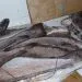 Poisson2