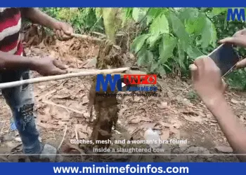 On Christmas Day, residents of Tombel, a community in the South West Region, were left shocked and bewildered after a rather unusual discovery was made during the slaughter of a community cow. The incident, reported by an anonymous source, revealed the finding of clothes, mesh, and a woman's bra inside the slaughtered animal.